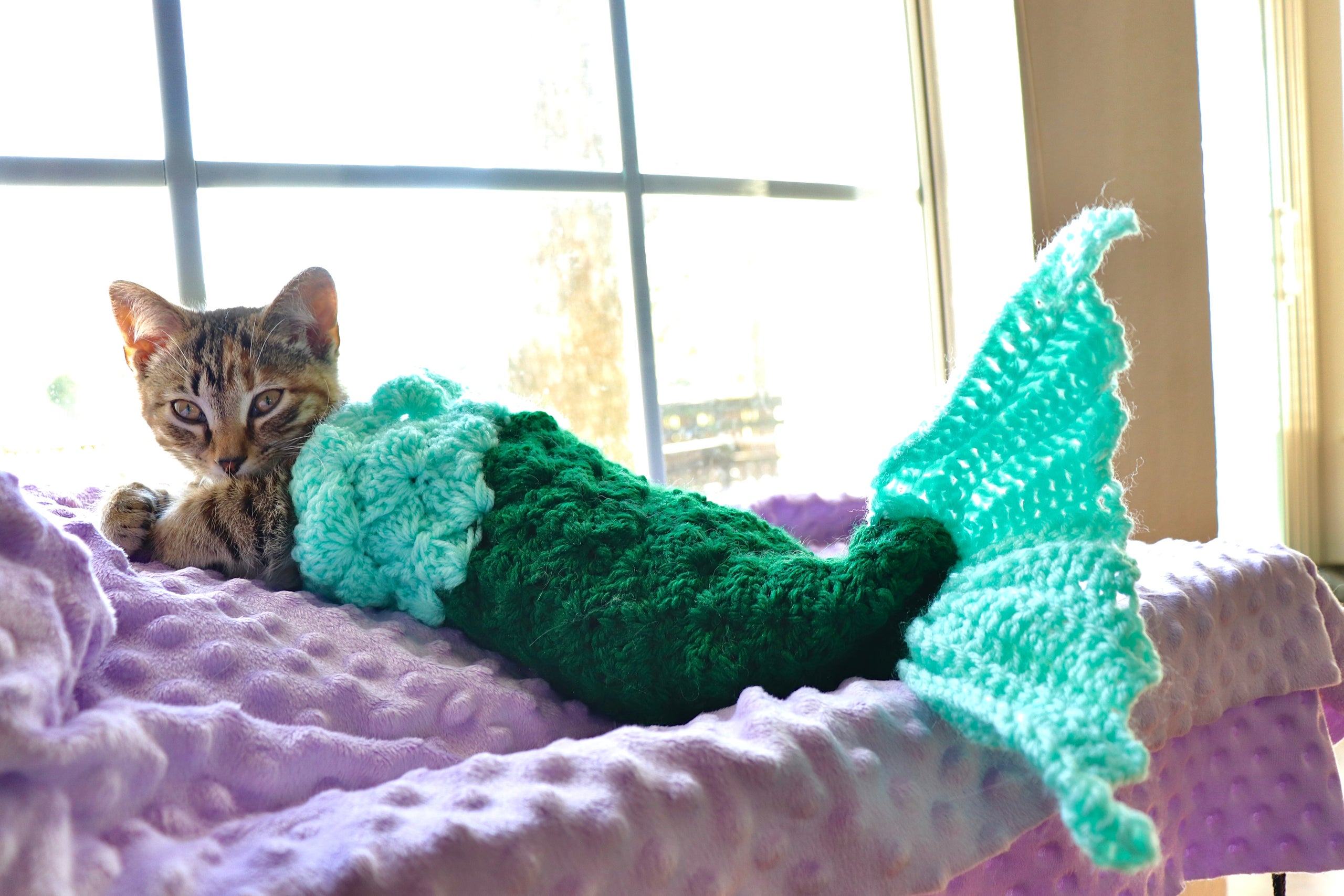 Mermaid cat blanket best sale